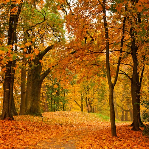 Autumn Walk Fragrance Oil – Pro Candle Supply