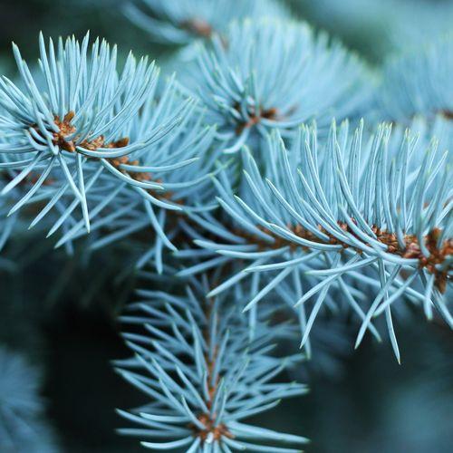 Fraser Fir Fragrance Oil