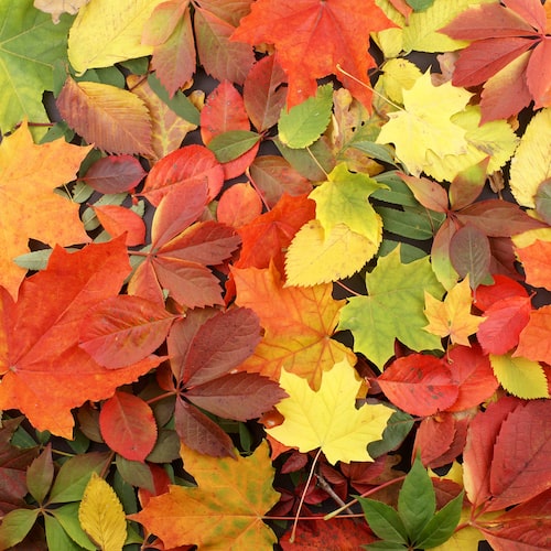 fall leaves fragrance oil