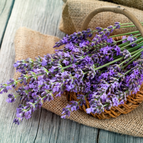 lavender essential oil