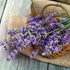 lavender essential oil