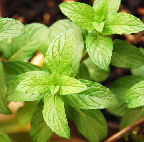 peppermint essential oil