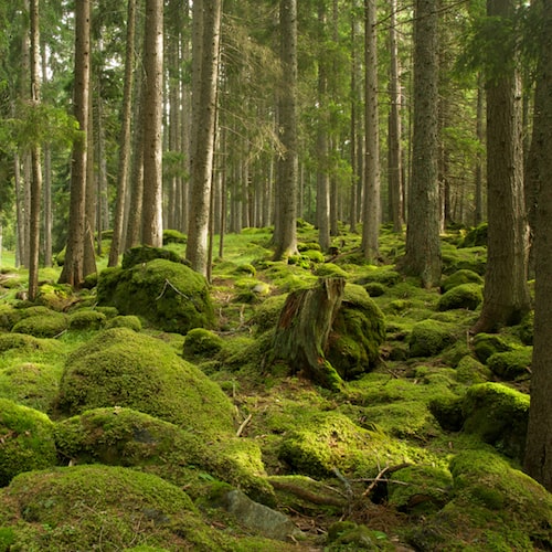 oakmoss and amber candle and soap fragrance oil