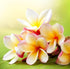 plumeria fragrance oil