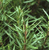 rosemary essential oil