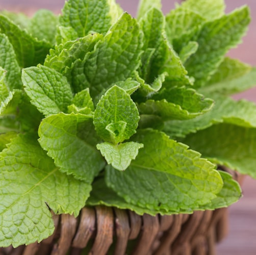 spearmint essential oil